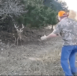 способности животных, милые животные, гифки с животными, смешные гифки с животными