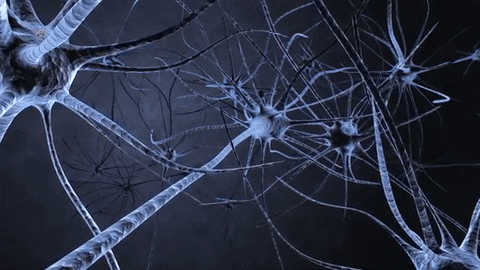 Risultati immagini per gif sistema nervoso