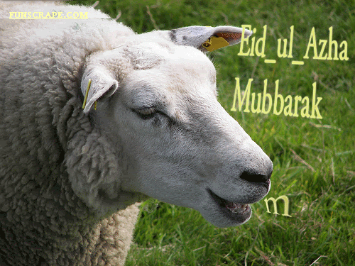 Eid Al Adha Graphics GIF - Find & Share on GIPHY