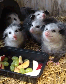 Feeding the Eleventy community of possums