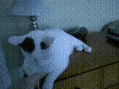 Cat Lamp GIF - Find & Share on GIPHY