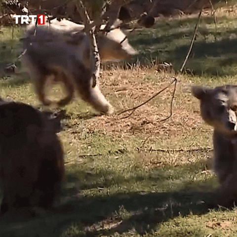 Mother bear and bear cub GIF, baby cub is confused and looking for something. 