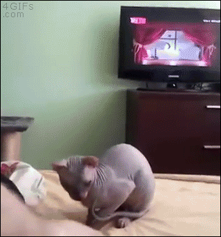 gif of hairless cat getting up on legs while on bed