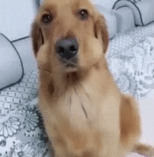What Funny Dog GIF