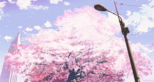 Cherry Blossom GIF - Find & Share on GIPHY