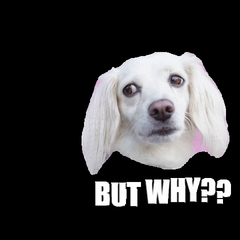Penny GIF by Pawmiscuous