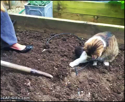 cat playfully help in cultivating the garden soil
