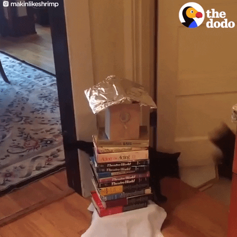 Cat Jumping GIF by The Dodo - Find & Share on GIPHY