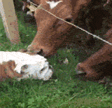 giphy.gif