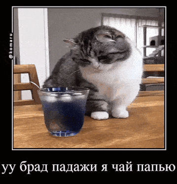 giphy.gif