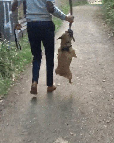 Gif