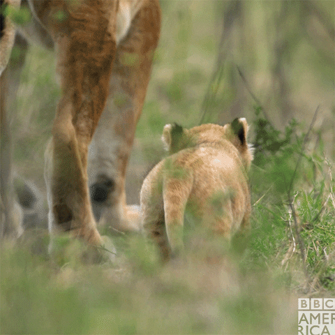 Sir David Attenborough Wildlife GIF by BBC America - Find & Share on GIPHY