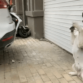 Best parking assistant ever in dog gifs