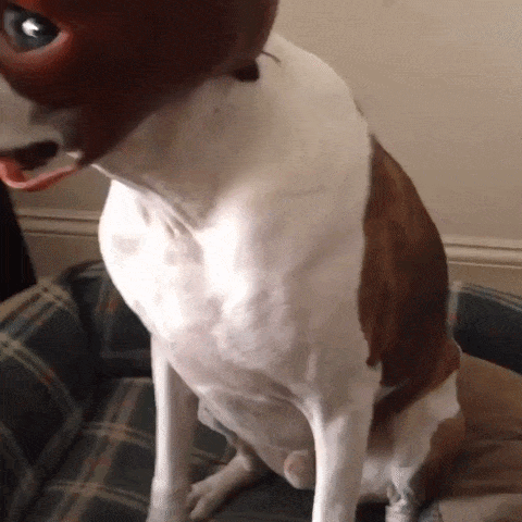 giphy-downsized-large.gif