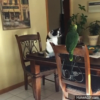 Green Parrot GIFs - Find & Share on GIPHY