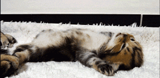 Cat Stretching GIF by Cheezburger - Find & Share on GIPHY