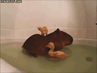 Capybaras GIFs - Find & Share on GIPHY