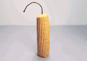 photography popcorn corn