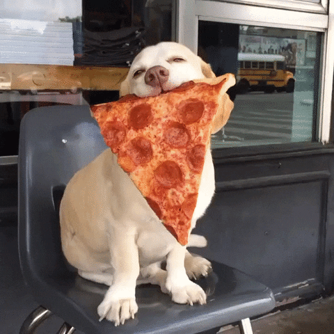 how to deal with imposter syndrome - a dog with pizza in mouth