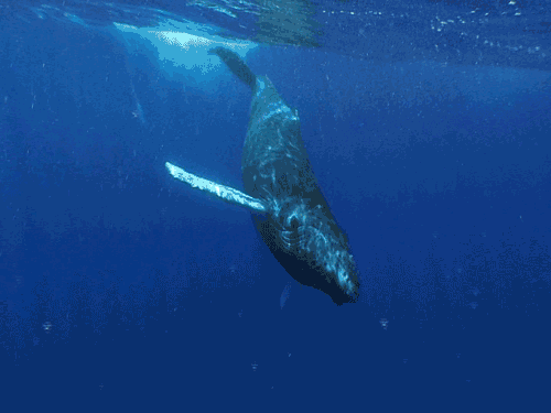 Whales Find And Share On Giphy