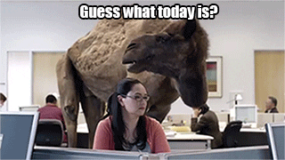 Camel telling people it is hump day