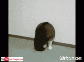Funny-Cats- GIFs - Find & Share on GIPHY
