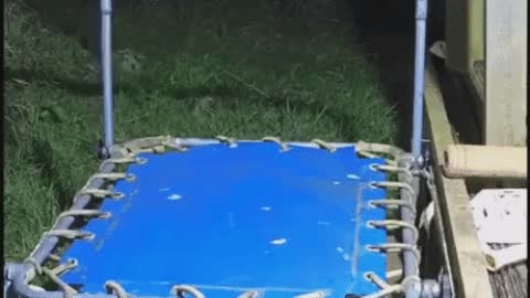 Otter playing on trampoline