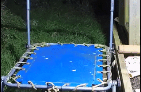 Otter playing on trampoline in funny gifs
