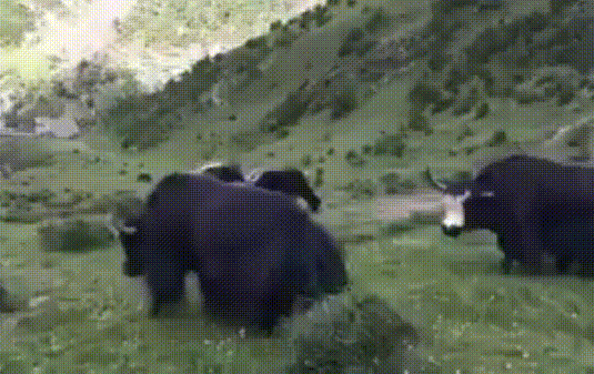 Yak S Find And Share On Giphy
