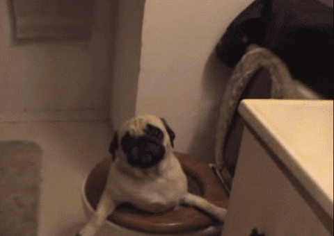 Pug Toilet GIF - Find & Share on GIPHY