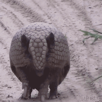 Armadillo curling up into a ball