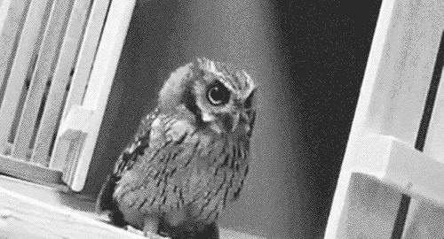 Image result for owl gif