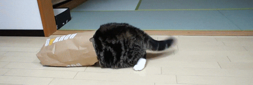 Image result for hiding cat gif