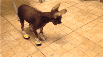 dog walking with boots on