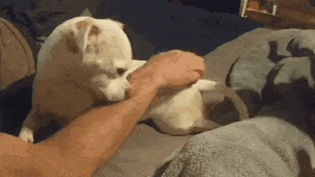 Exchange of favors in dog gifs