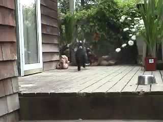 Hopping Baby Animals GIF - Find & Share on GIPHY
