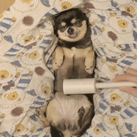 животных чешут, животные когда их чешут, животные любят когда чешут