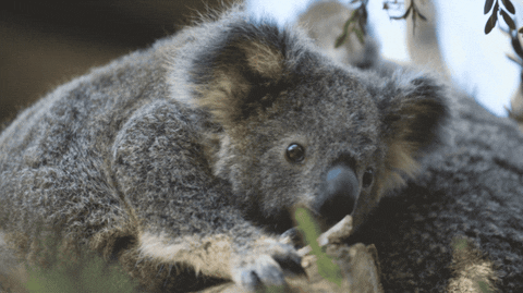 hospital koalas Australia 