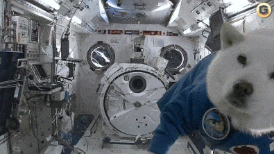 White husky in a blue jumpsuit floating in a rocketship.