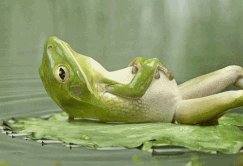 A cute frog relaxing just like I told you to