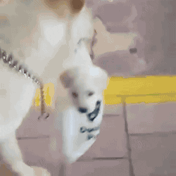 Mother Dog Carries Puppy in a Plastic