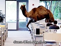 Image result for what day is it camel gif