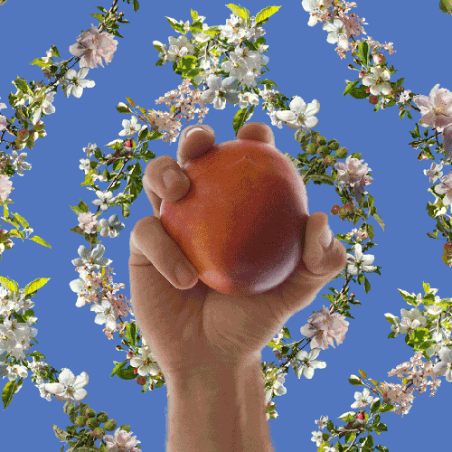 Fruit GIFs Find & Share on GIPHY