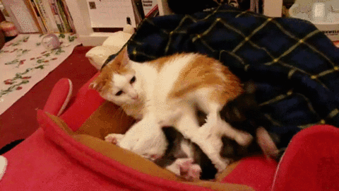Cat Kicks Spazzing Kitten Funny Jerk Animal