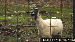 Image result for MAKE GIFS MOTION IMAGES OF SCREAMING SHEEP