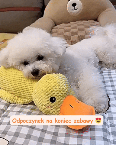 Pies bawi się maskotką