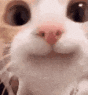 happy cat