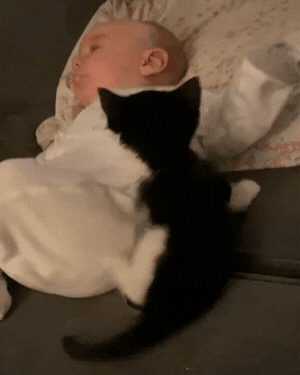 Catto with his smol hooman in cat gifs