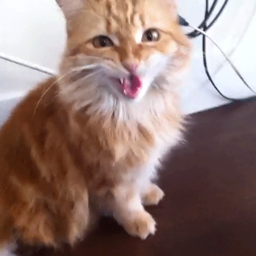 Cat Snacks GIF Find & Share on GIPHY