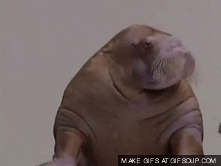 GIF of walrus nodding with text that says "Indeed, Indeed, Indeed, Indeed"